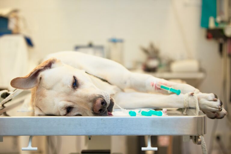 Ill labrador retriever in veterinary clinic.